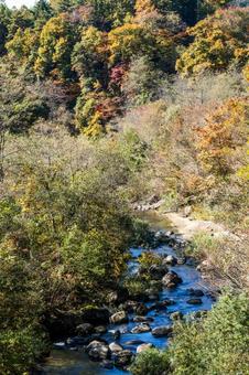 秋の横川渓谷⑸ 秋,紅葉,木々の写真素材