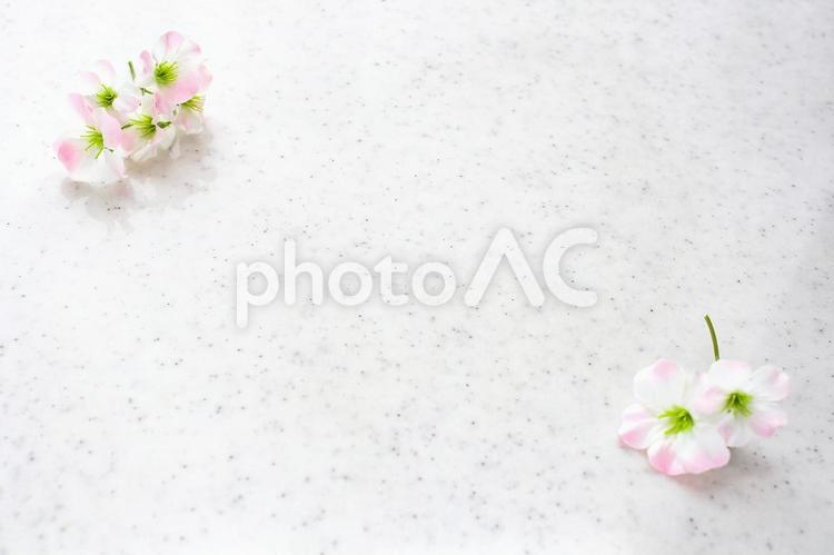 桜色の花のフレーム 花,春,フレームの写真素材