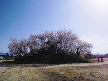 逆光からの春の風景 逆光からの春の風景 春,桜,花の写真素材
