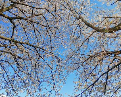 青空いっぱいに枝を伸ばす満開の桜の樹々 青空いっぱいに枝を伸ばす満開の桜の樹々の写真