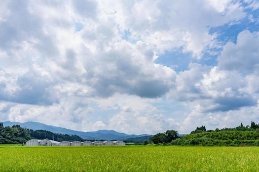 夏の田んぼと青い空 夏の田んぼと青い空 田んぼ,風景,田園の写真素材