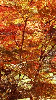 岐阜県-養老公園-紅葉 養老公園,公園,川の写真素材