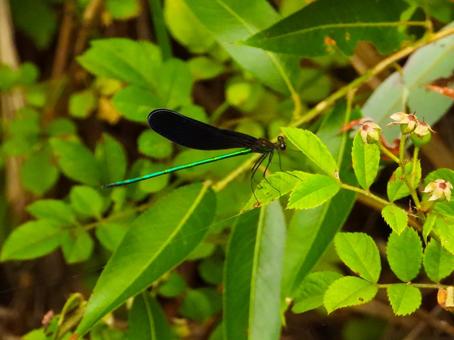 葉にとまるハグロトンボ ハグロトンボ,昆虫,生物の写真素材