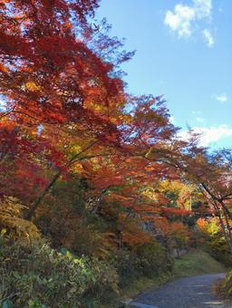 紅葉 秋,赤,自然の写真素材