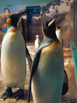 ペンギン ペンギン ペンギン,水族館,動物の写真素材