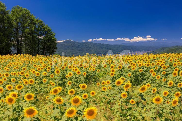 	長野県・茅野市 泉野のひまわりの風景 日本,絶景,風景の写真素材