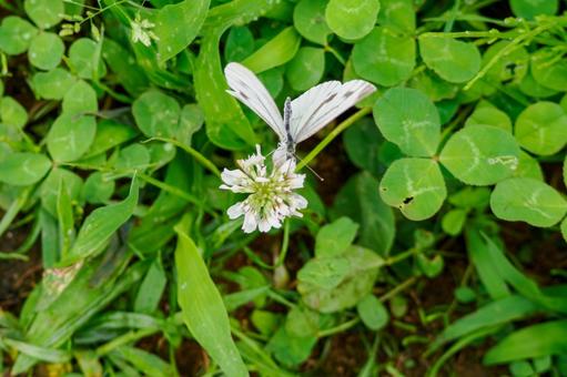 Cabbage White Butterfly(25), JPG Cabbage White Butterfly(25), JPG