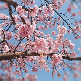 桜 桜の写真