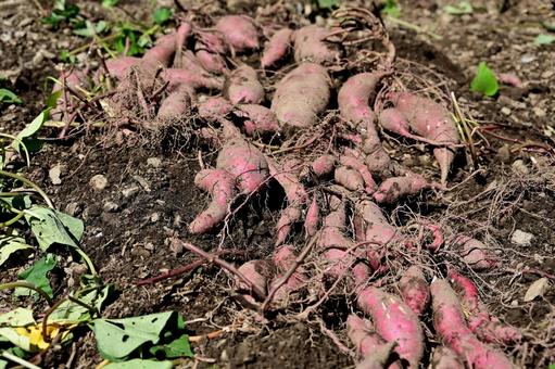 サツマイモの収穫 サツマイモ,さつまいも,食べ物の写真素材