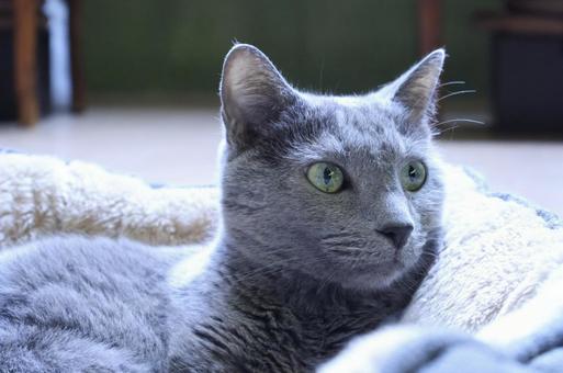 猫(ロシアンブルー) 猫(ロシアンブルー)の写真