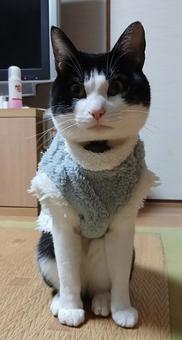 猫 ネコ,猫,動物の写真素材