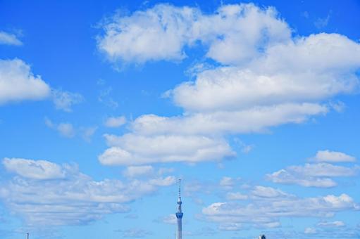 真夏の空の下のスカイツリー 真夏の空の下のスカイツリーの写真