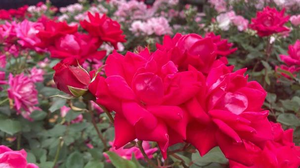 満開の薔薇 満開の薔薇 薔薇,バラ,花の写真素材