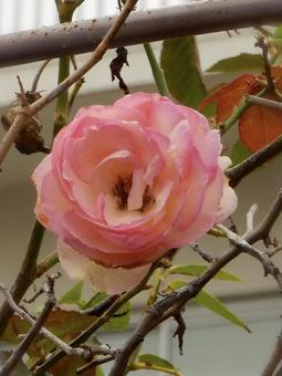 薔薇 薔薇の写真