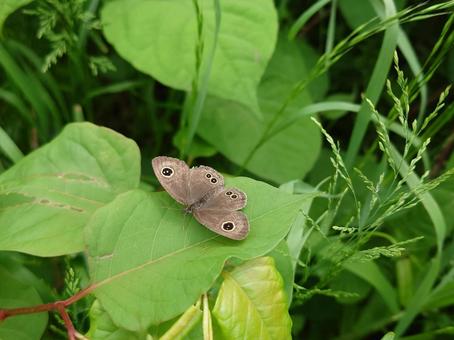 ヒメウラナミジャノメ ヒメウラナミジャノメ,昆虫,虫の写真素材