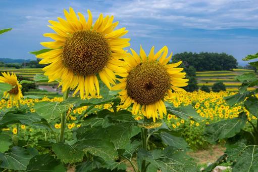 なかよしひまわり なかよしひまわり ひまわり,長崎鼻,花とアートの岬の写真素材