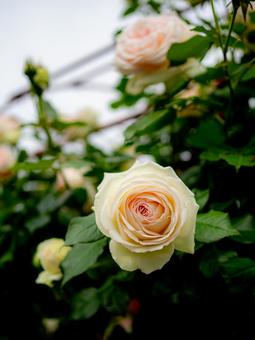 大輪の白いの薔薇 大輪の白いの薔薇の写真