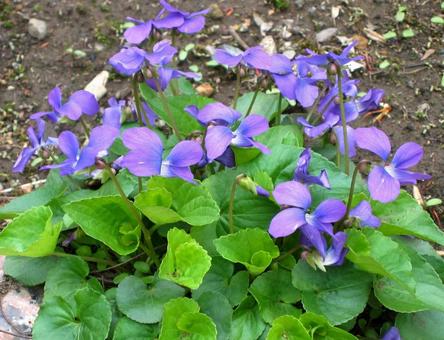 アメリカスミレサイシン パピリオナセア アメリカスミレサイシン,パピリオナセア,亜米利加菫細辛の写真素材