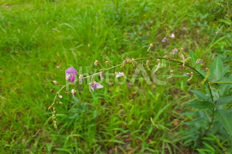 秋の風景　自然　つぼみ 初秋,暑い,秋の写真素材