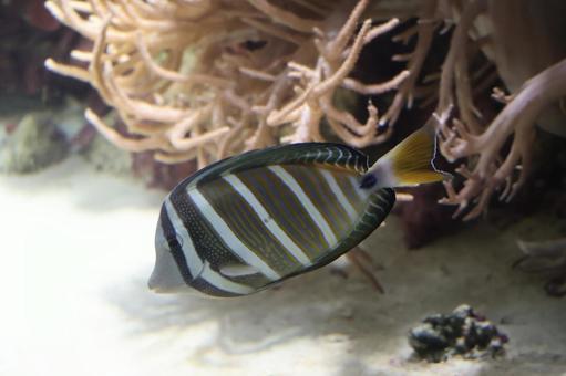 ヒレナガハギの泳ぐ水槽 ヒレナガハギ,泳ぐ,水槽の写真素材