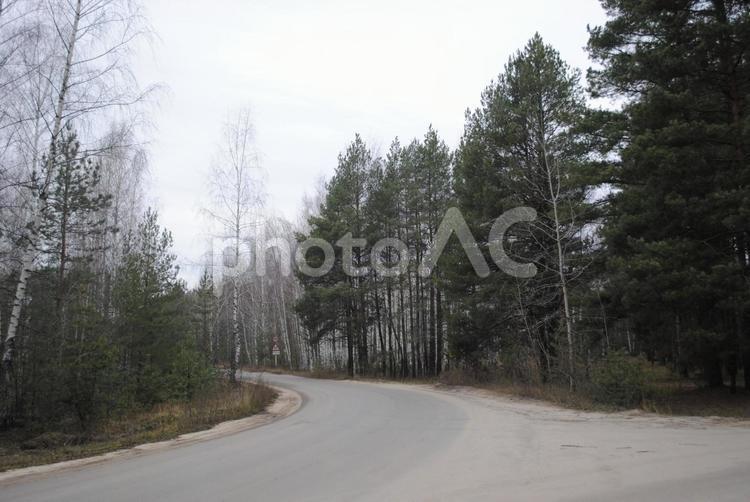 ロシアの森と山道 ロシア,散歩,大自然の写真素材