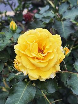 黄色い花 黄色い花,黄色,花の写真素材