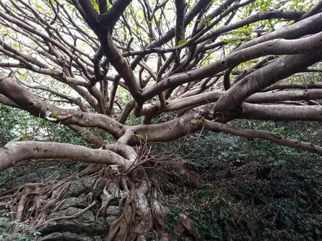 沈黙の巨木 沈黙の巨木 アコウ,自然,ラピュタの木の写真素材