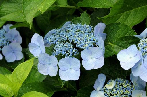 あじさいの写真