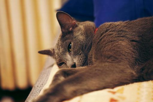 The laid-back daily life of a house cat, JPG