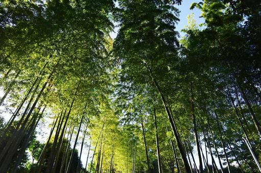 竹藪 竹藪 竹林,竹藪,竹の写真素材