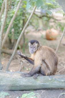 森の中を歩くニホンザル002 森の中を歩くニホンザル002 ニホンザル,猿,動物の写真素材