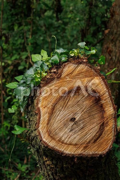 伐採された蔦が絡んだ樹木の年輪 木,樹木,木材の写真素材