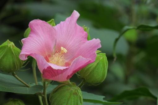 芙蓉　ピンク 芙蓉,ピンク,花の写真素材