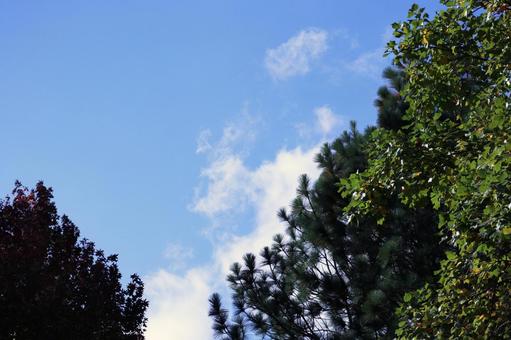 Photo, sky, wood, autumn, 