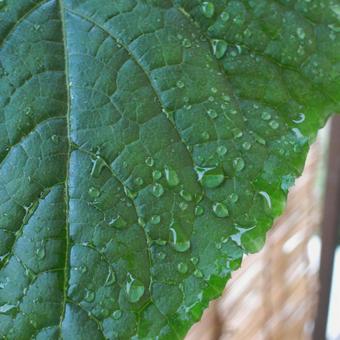 水滴がついた葉の写真