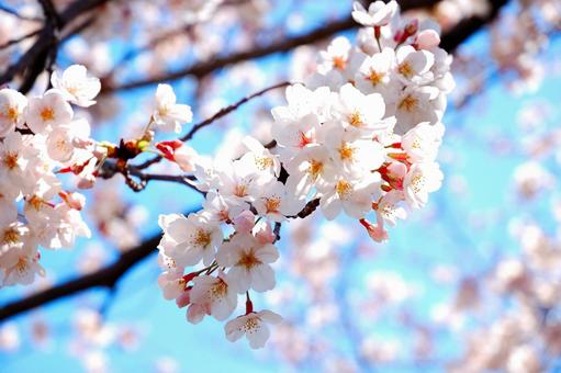 桜の花3 桜の花3の写真