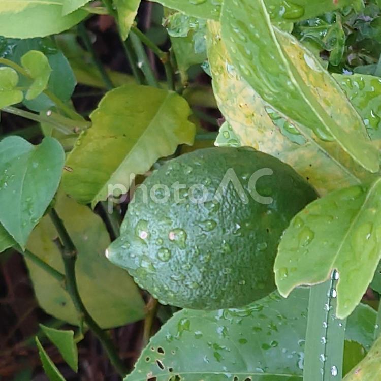 雨上がりのレモンの青い実 レモン,フルーツ,酸っぱいの写真素材