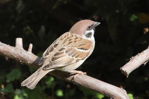 とまり木のスズメ 自然,野鳥,小鳥の写真素材