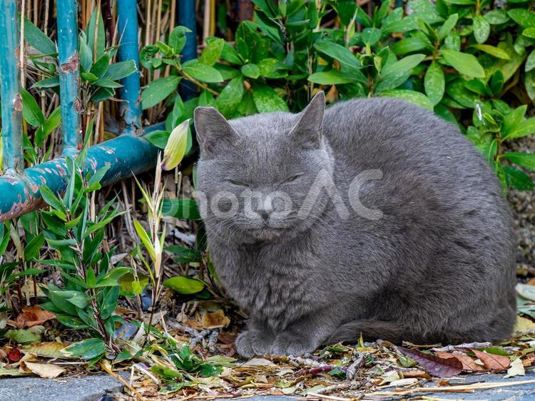 睨む野良猫 猫,ネコ,ねこの写真素材