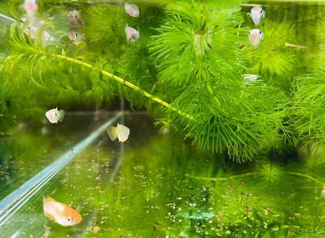 魚 魚の写真