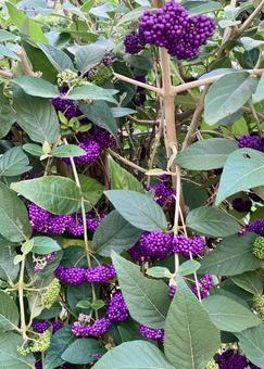 花★ムラサキシキブ ムラサキシキブ,紫,フラワーの写真素材