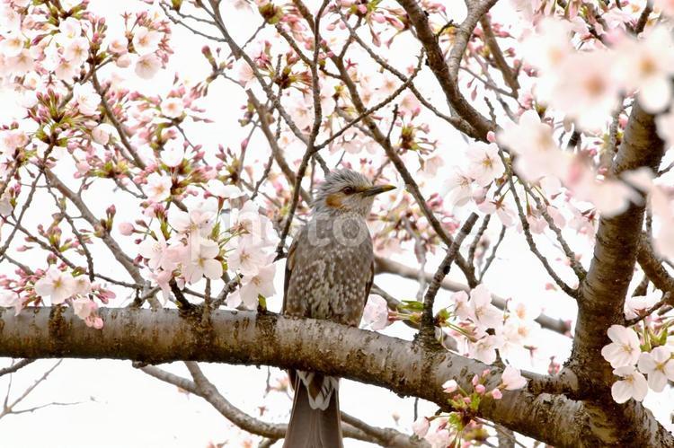 満開の桜とヒヨドリ さくら,薄いピンク,ヒヨドリの写真素材