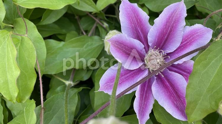 立川町のガーデニング② 花,植物,クレマチスの写真素材