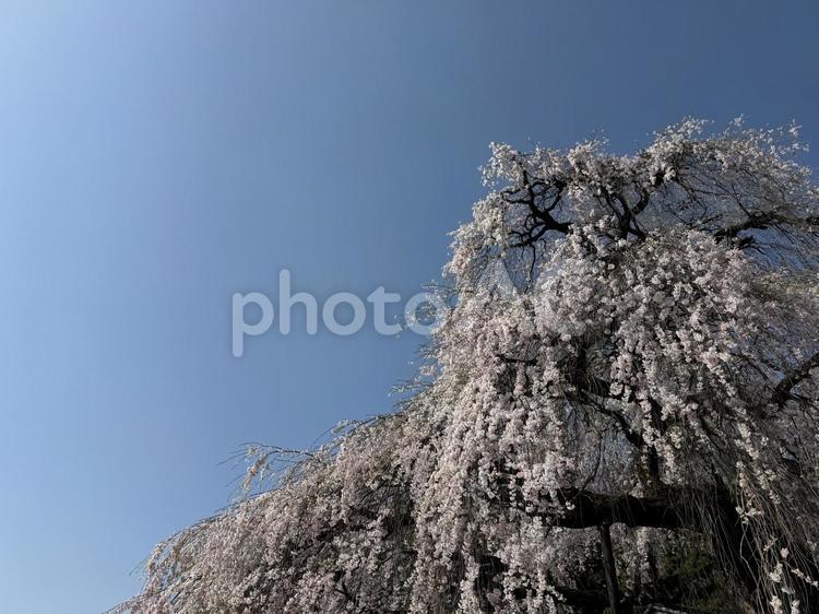 長野県塩尻市東漸寺の桜(2024) 東漸寺,桜,さくらの写真素材