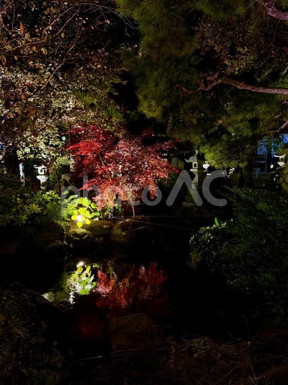 秋　ライトアップされる舟津温泉薬師堂 自然,舟津温泉薬師,モミジの写真素材