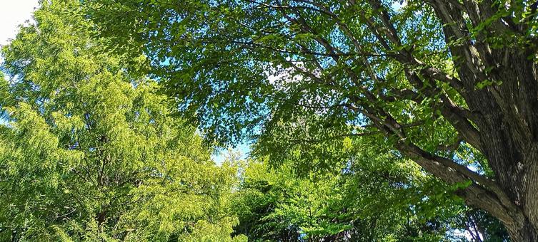 夏の森 夏の森の写真
