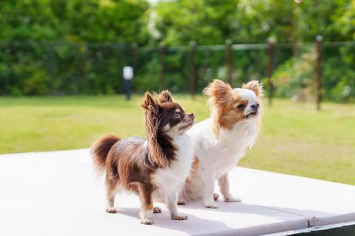 Photo, dog, chihuahuasa, dog run, 