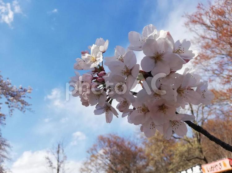 桜の木　空 春,ソメイヨシノ,桜の写真素材