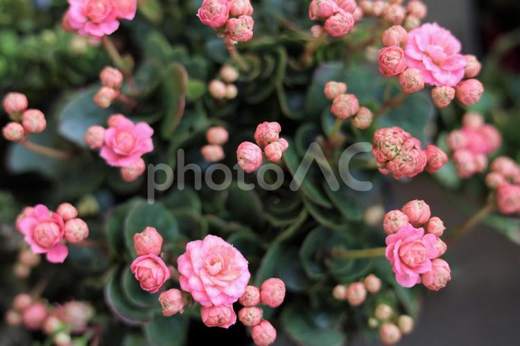 八重咲きのカランコエ　ピンク④ カランコエ,ベンケイソウ科,ピンクの花の写真素材