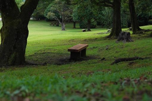 Photo, park, bench, lawn, 
